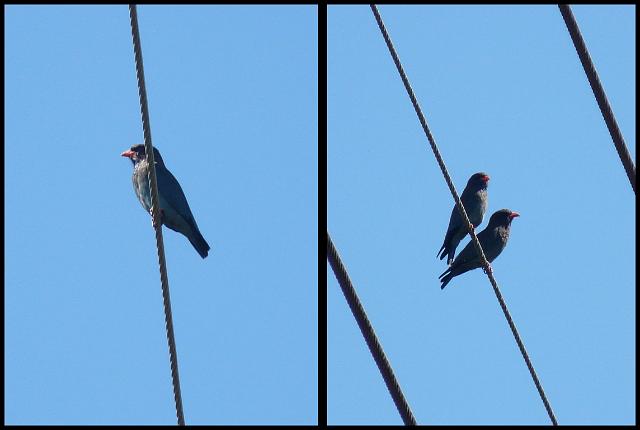 (26) Dollar bird.JPG